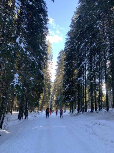 b_VOPD Lavinska vjezba Pokljuka